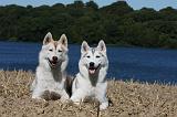 SIBERIAN HUSKY 537